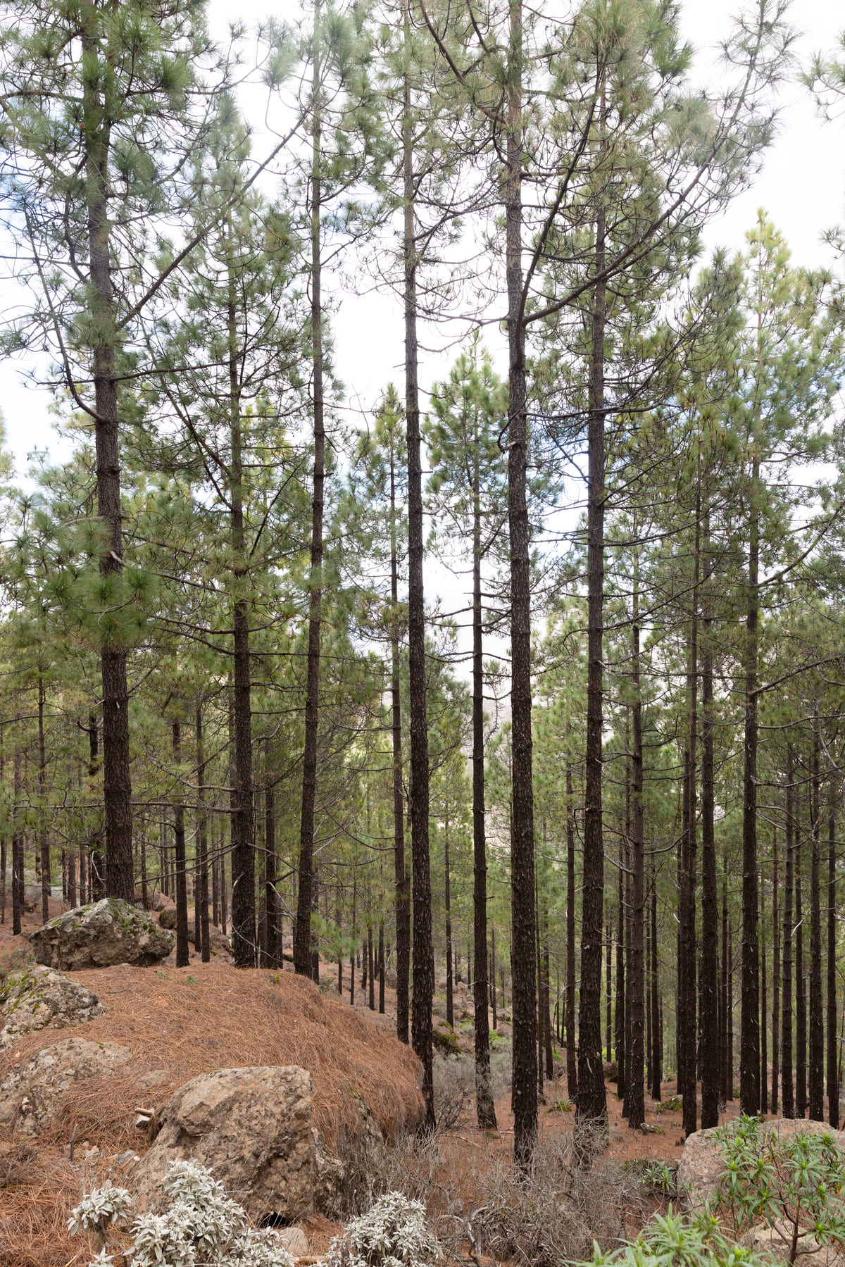 Pinus canariensis, llegando a Roque Nublo. Fotografía: Júlia Miralles Larrègola