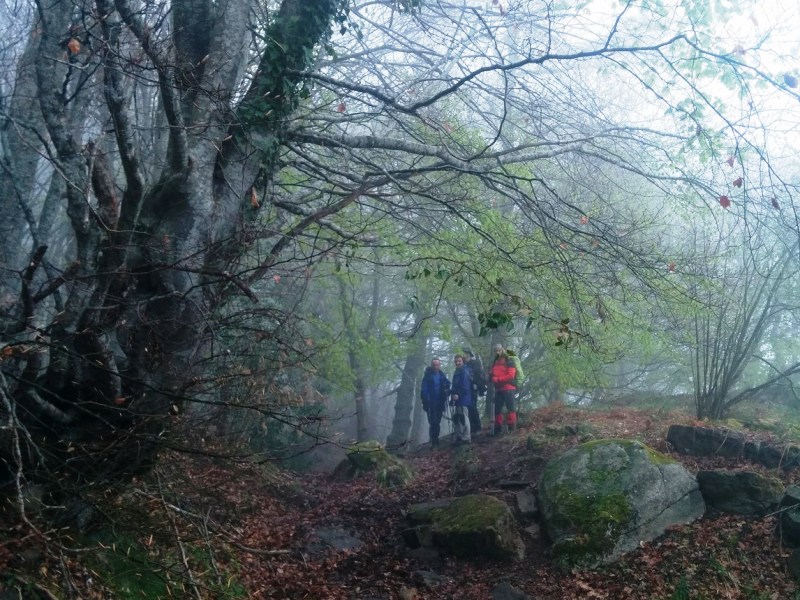 Al hayedo de Carlac se le denomina también por el bosque encantado.