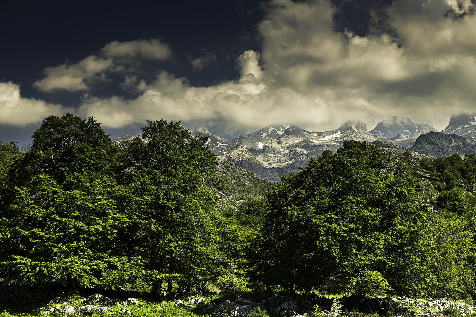 hayedo-de-palomberu-picos- de-europa-©-turismo-asturias-julio-herrera- menéndez.jpg