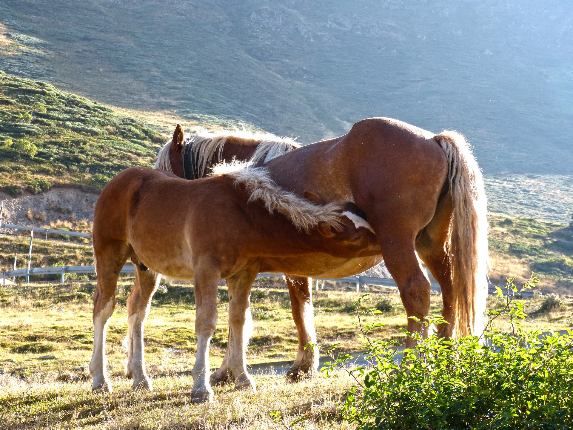 horse-1655095_1920.jpg