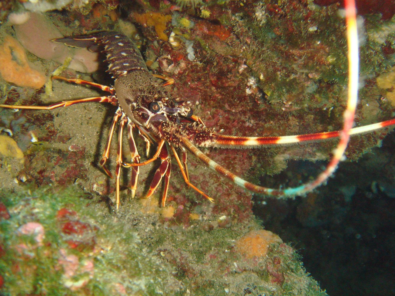 Illes Formigues. Langosta