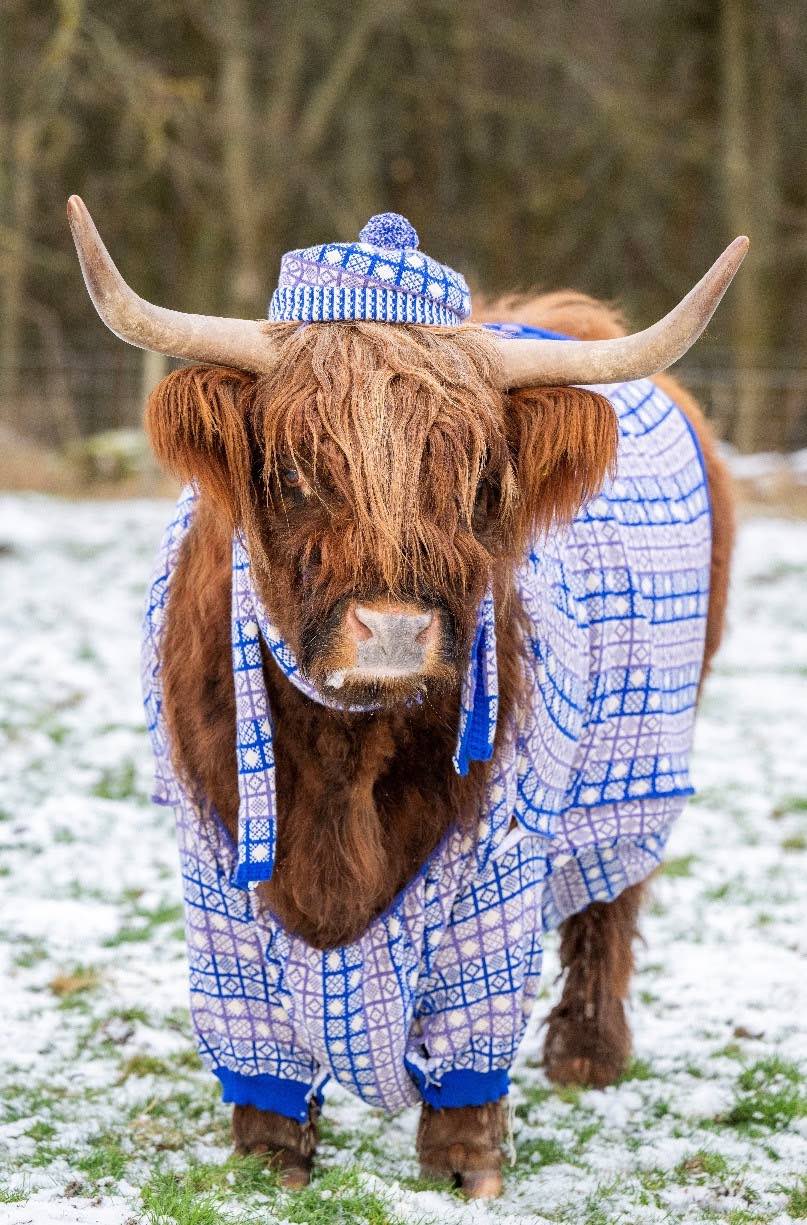 Julie la vaca de las Highlands, Newton Farm Holidays © VisitScotland / Lesley Martin