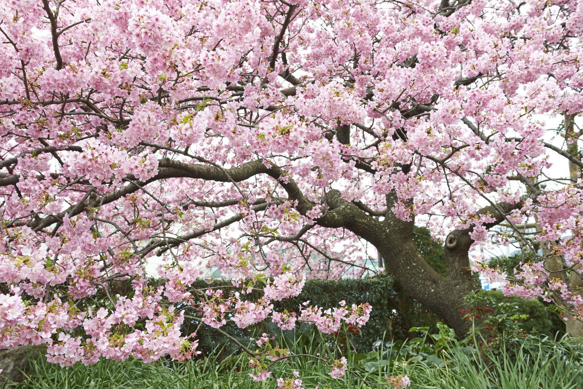 Shizuoka. Cerezo