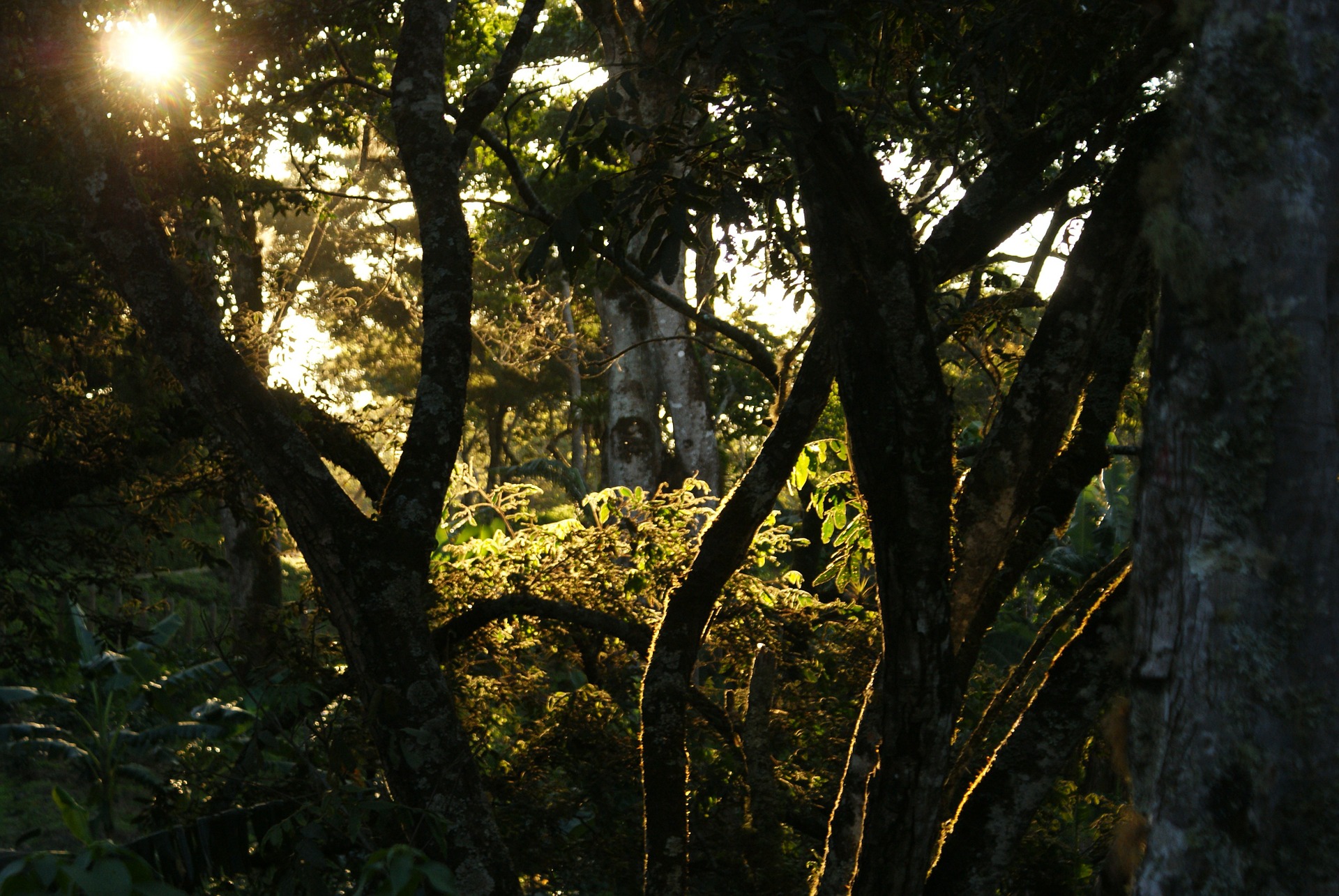 jungla Sierra Nevada Colombia