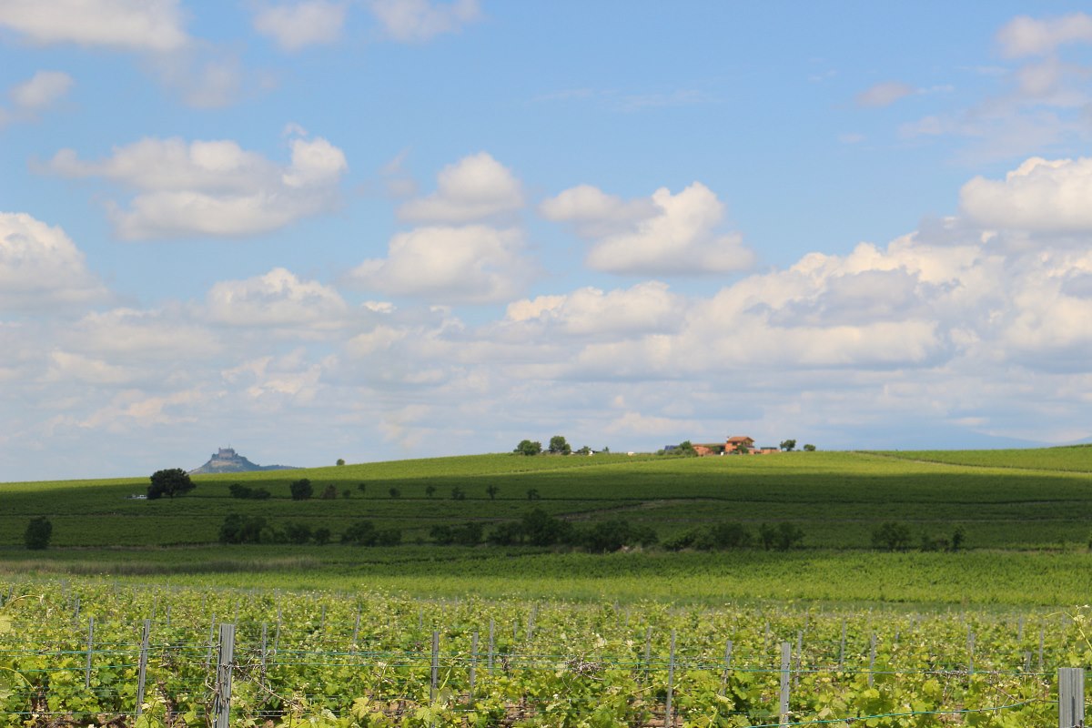 Bodegas Laus