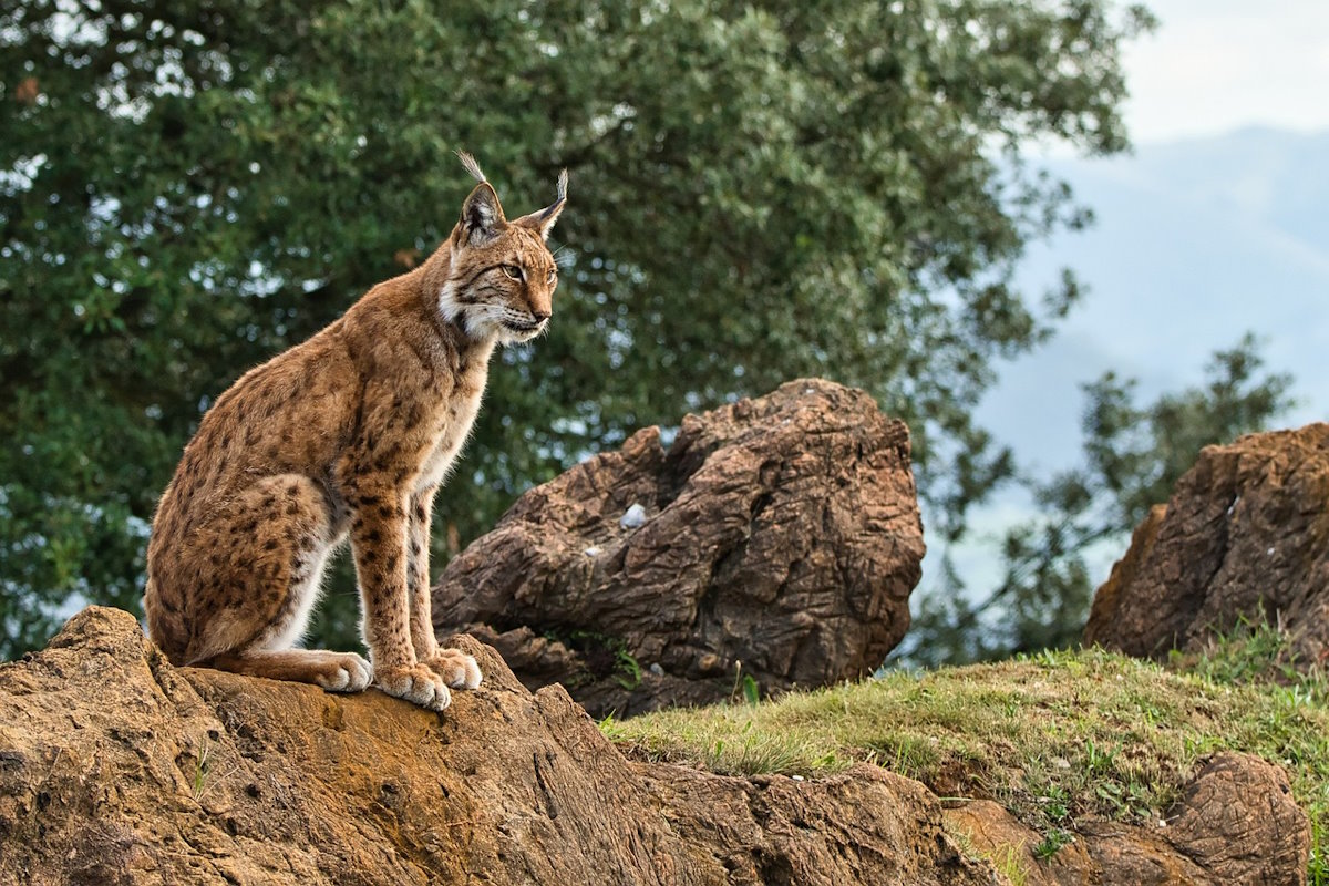 Lince Ibérico Pixabay