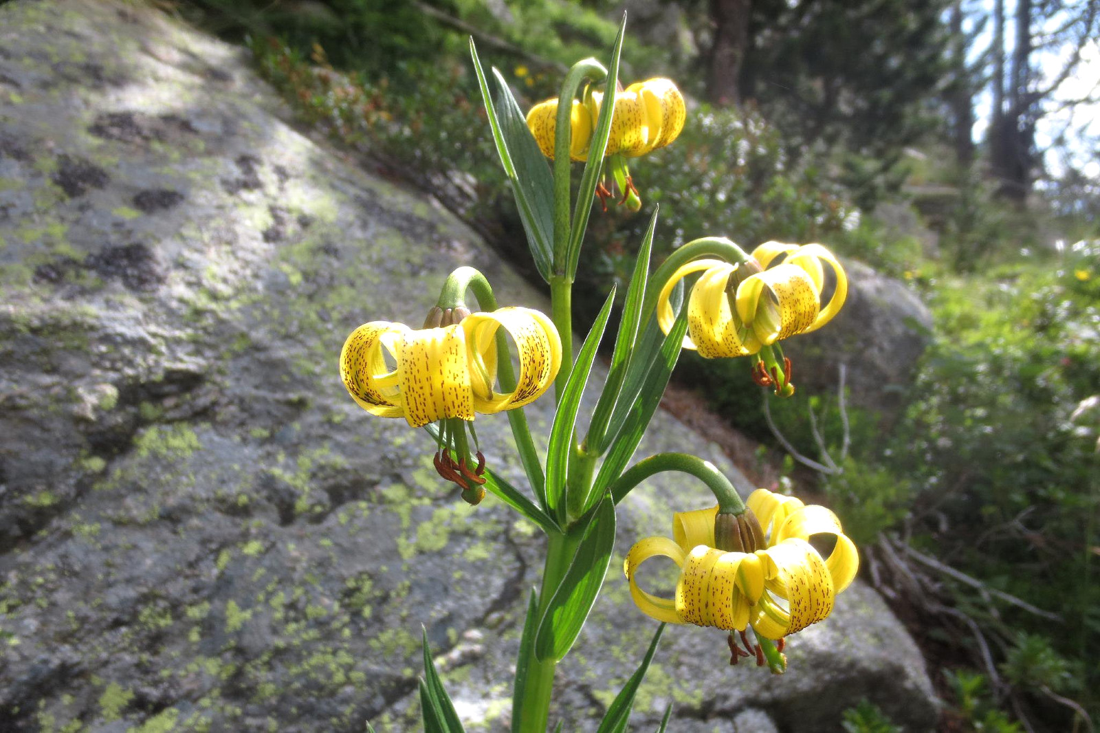 Lirios Pirineos