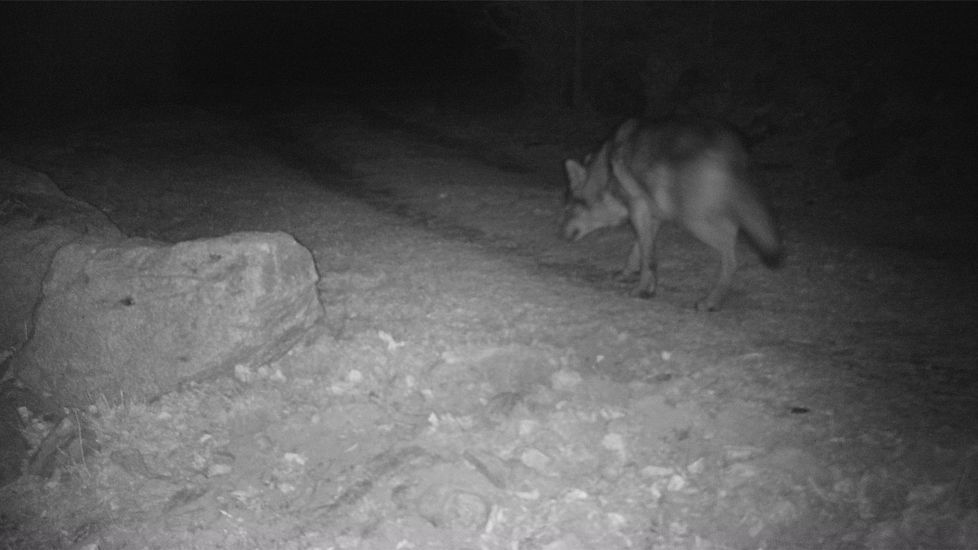 Lobo que se ha instalado en la Alta Ribagorça y que captó una cámara este febrero. FOTO GENERALITAT DE CATALUNYA