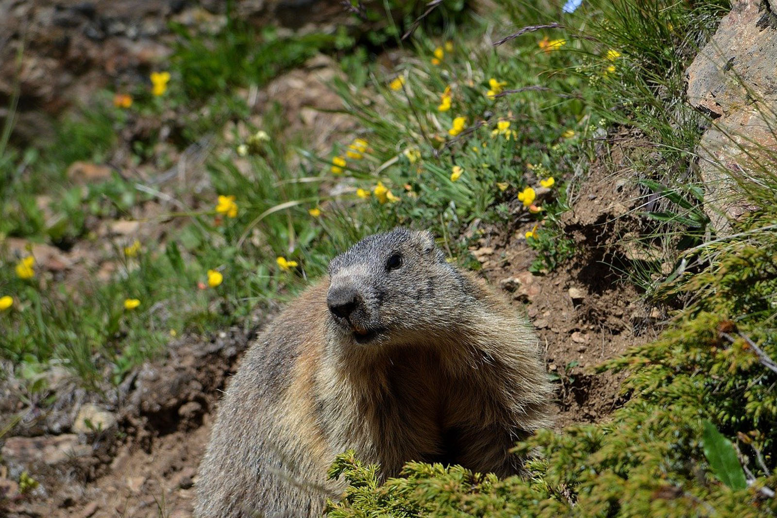 marmota-vall-de-nuria-pixabay-lugares-de-aventura.jpg 