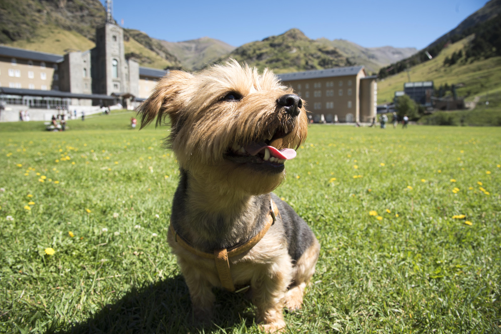 Mascotas en Núria