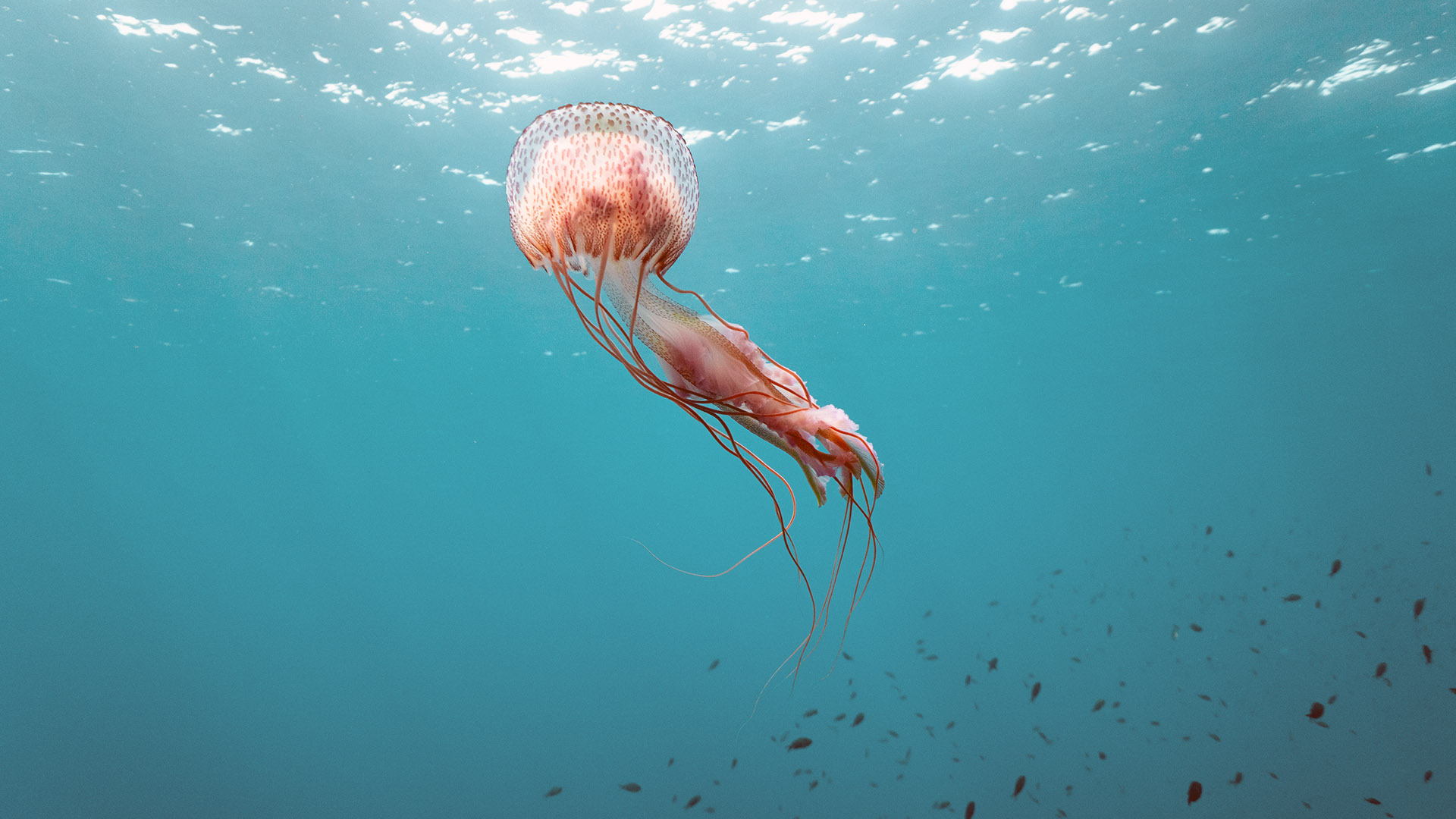 medusa-menorca-foto-julia-miralles.jpg 