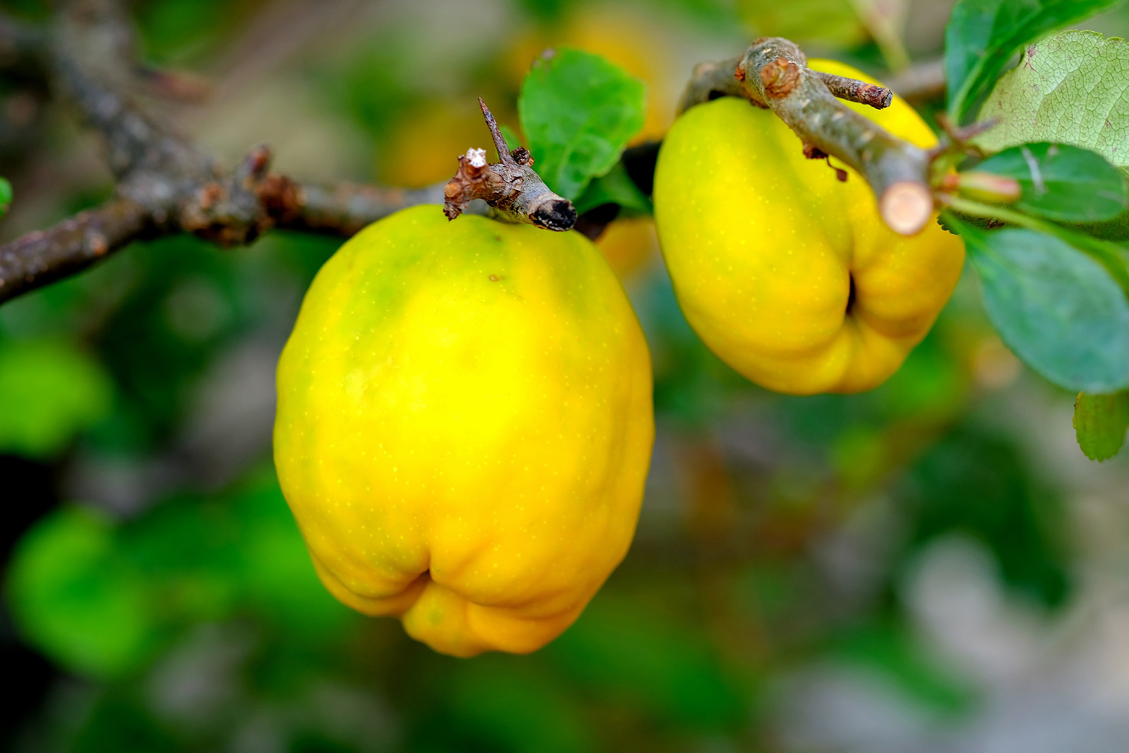 membrillo-planta-fotografia-pixabay.jpg