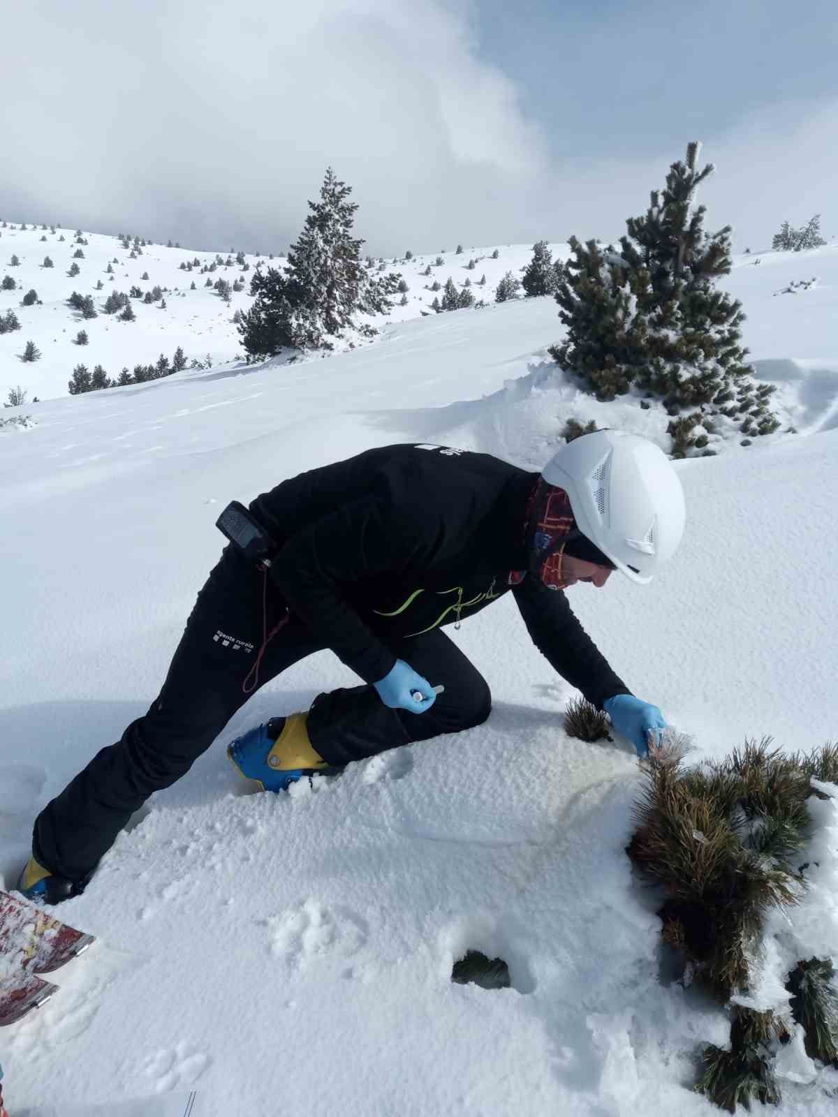 Los Agentes Rurales aprovechan el invierno para recoger muestras de orina de lobo en la nieve. GENERALITAT DE CATALUNYA