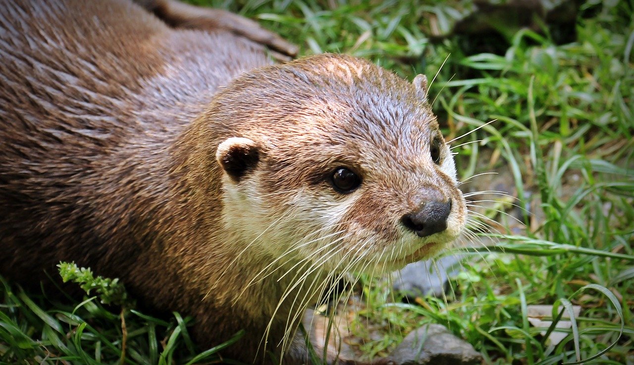 nutria-bebe-cazorla-reserva-de-la-biosfera