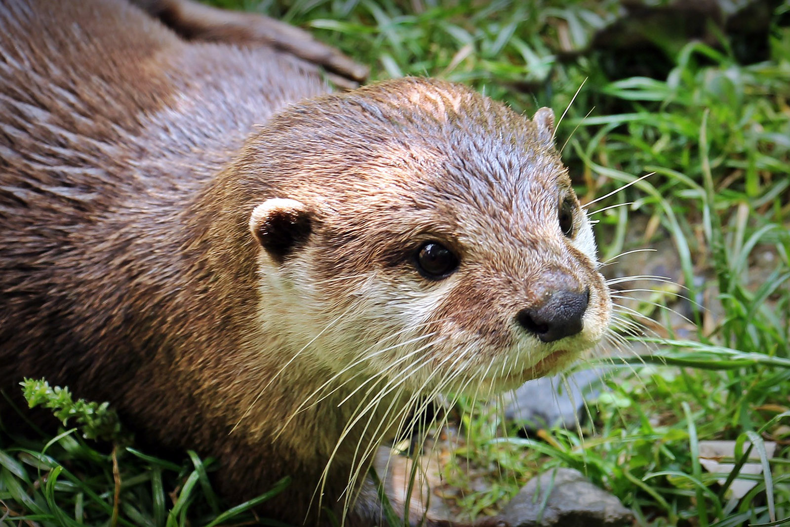 nutria-mont-rebei.jpg 