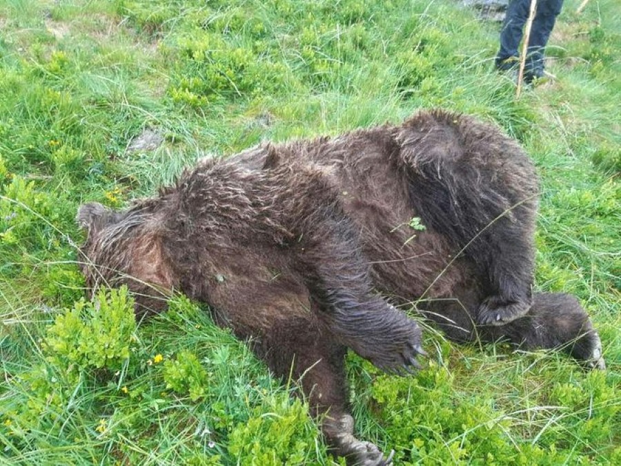 Los restos del oso batido en el Ariège. Foto Twitter Elisabeth Borne