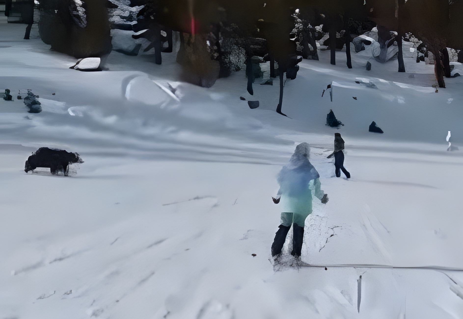 oso a la carrera