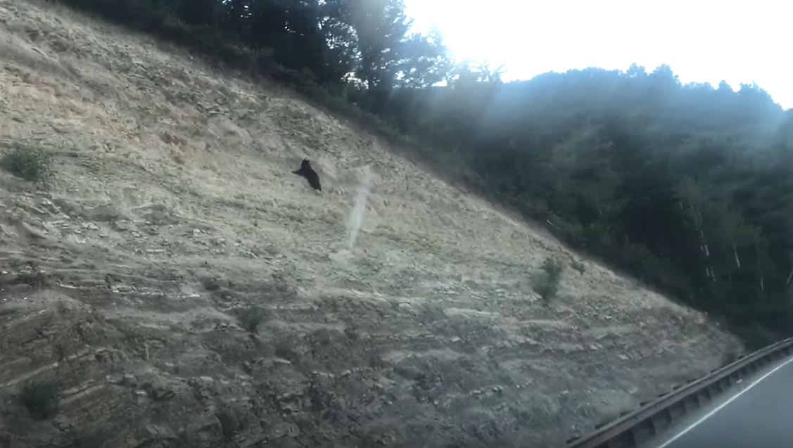 Oso escalando, captura