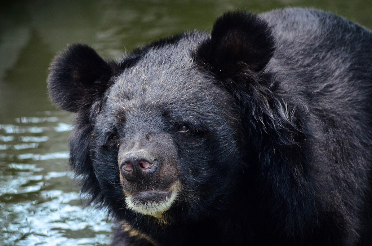 Oso negro