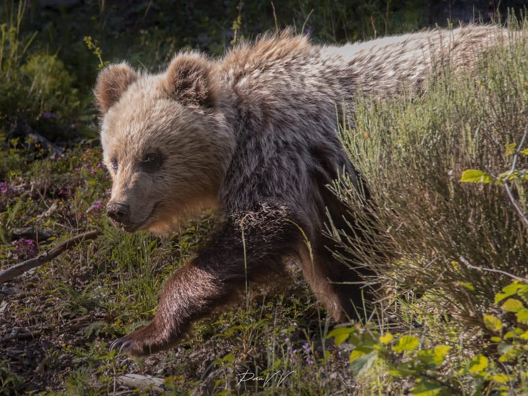 oso pirineo