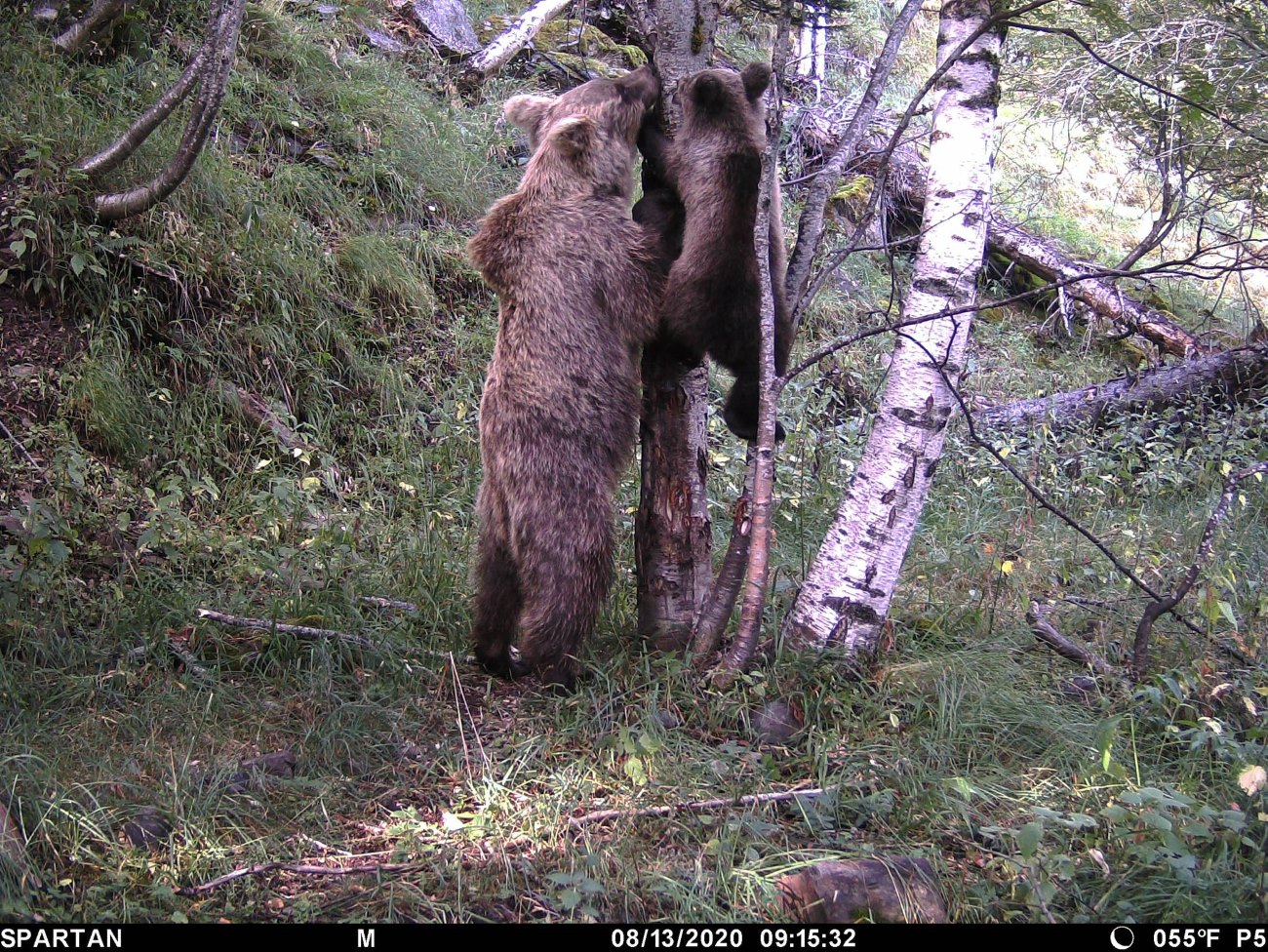 Osos en el Pirineo