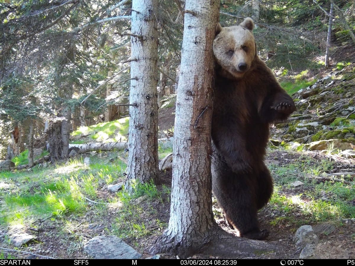 Osos en el Pirineo