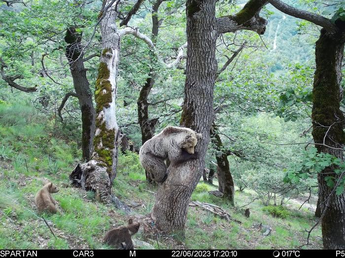 Osos en Tavascan