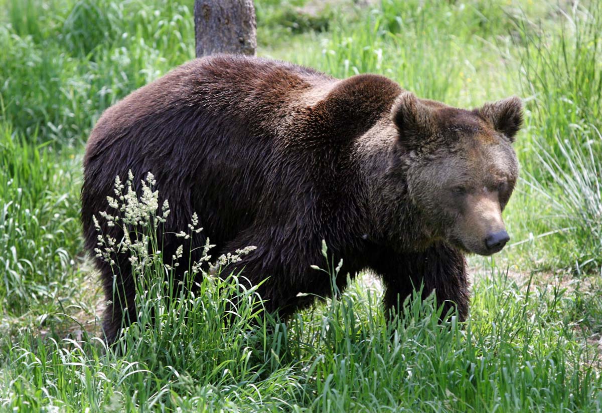 Osos, parque animalier Les Angles