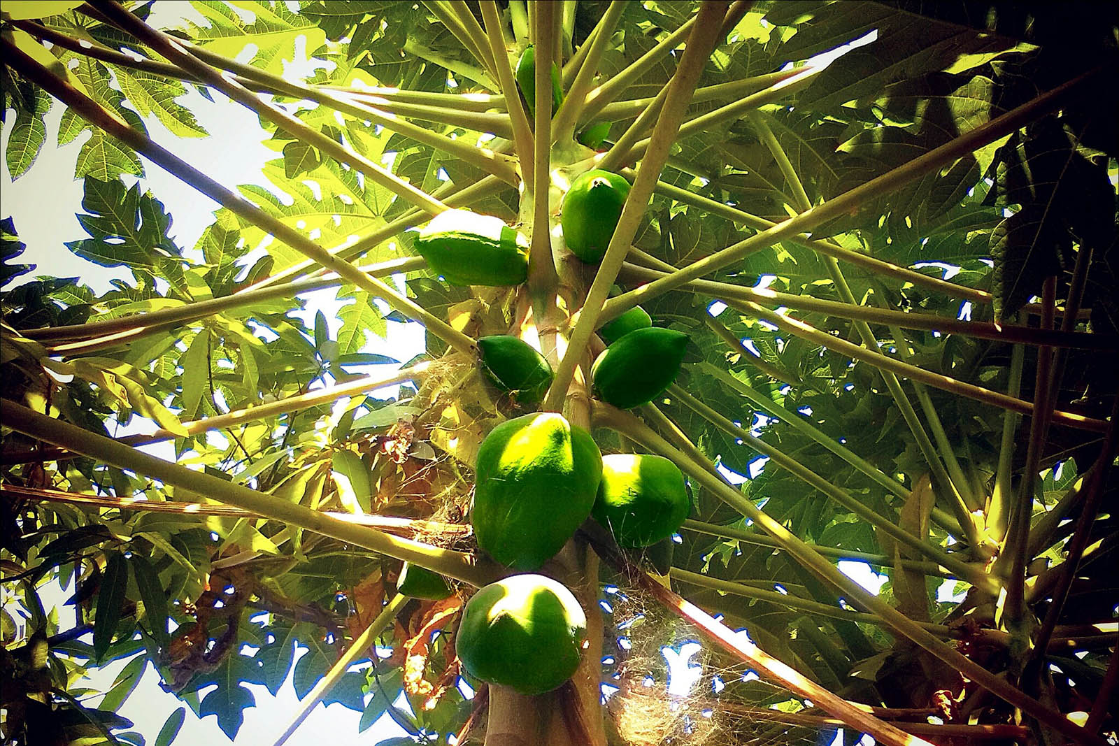 papaya-2-fotografia-pixabay.jpg