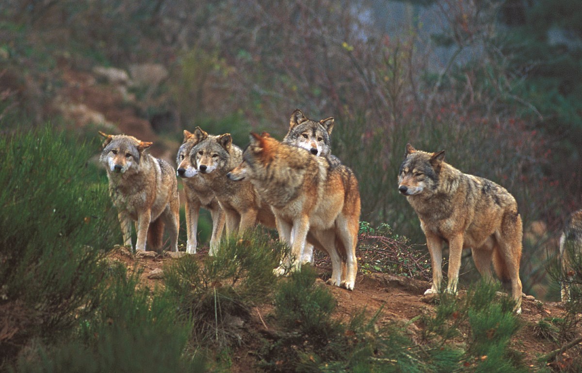 Parc Animalier