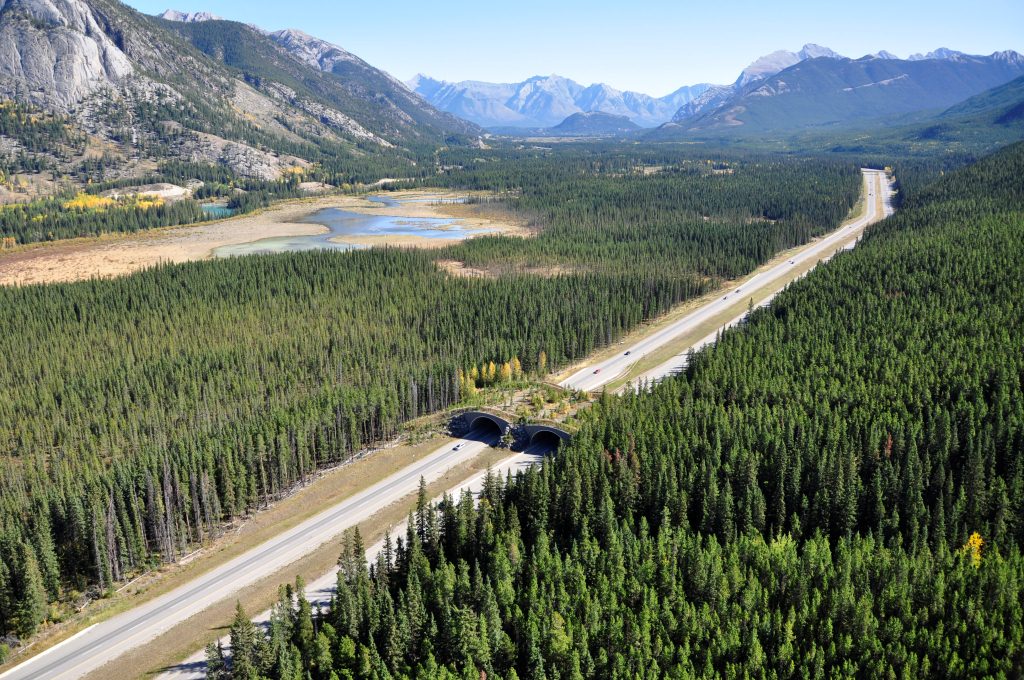 Banff, corredores para la fauna salvaje en la carretera