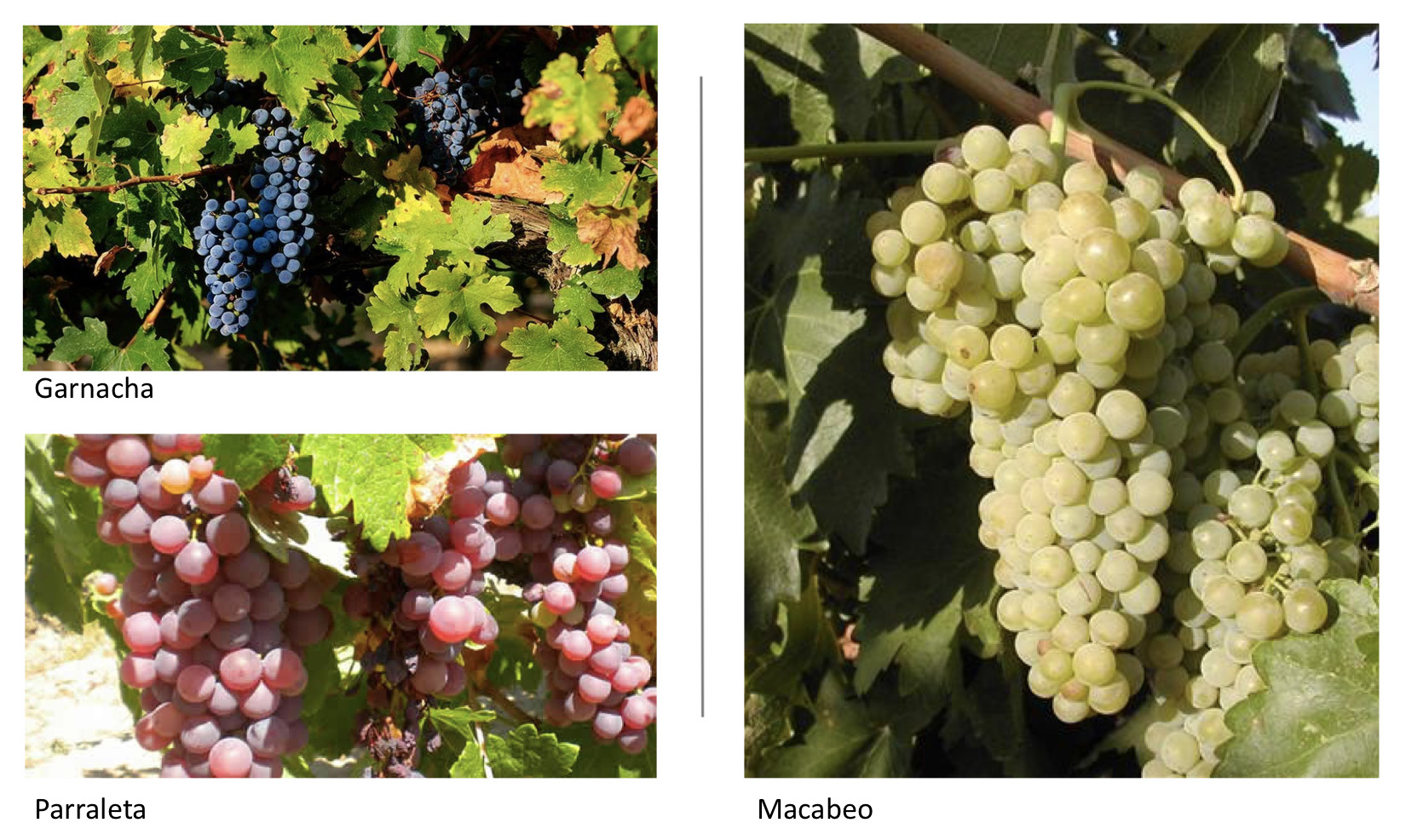 parraleta-garnacha-macabeo.jpg