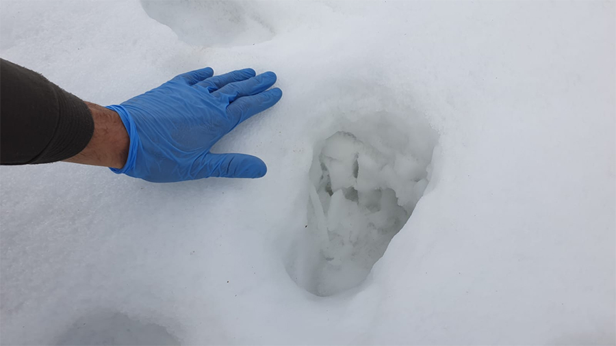 Pisada de un oso en la nieve. FOTO GENERALITAT DE CATALUNYA