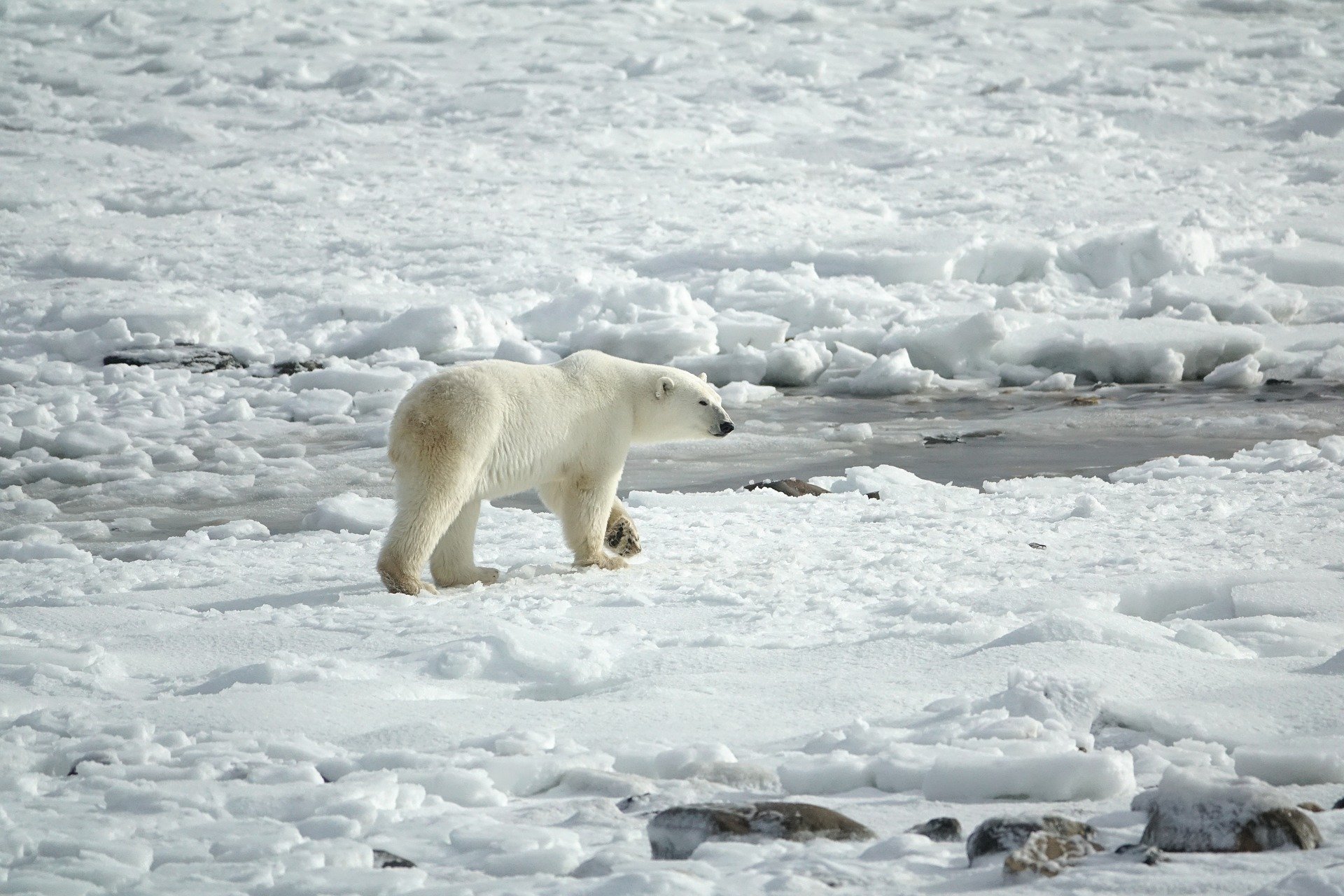 polar-bear-3775941_1920.jpg