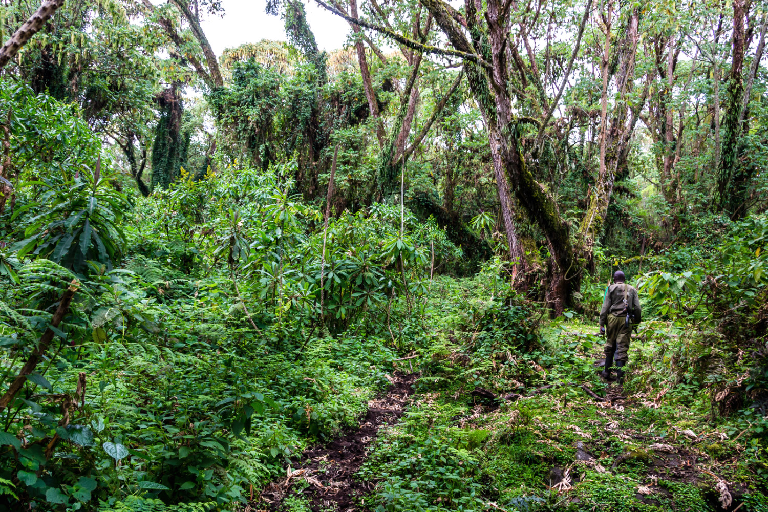 Ranger de los Montes Virunga. Autora: Montserrat Beltrán