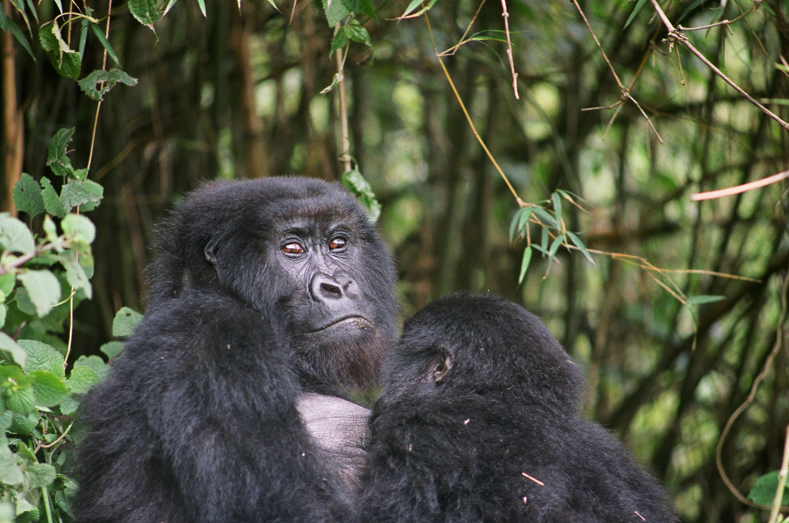 Ruanda. Gorilas. Autora: Montserrat Beltrán