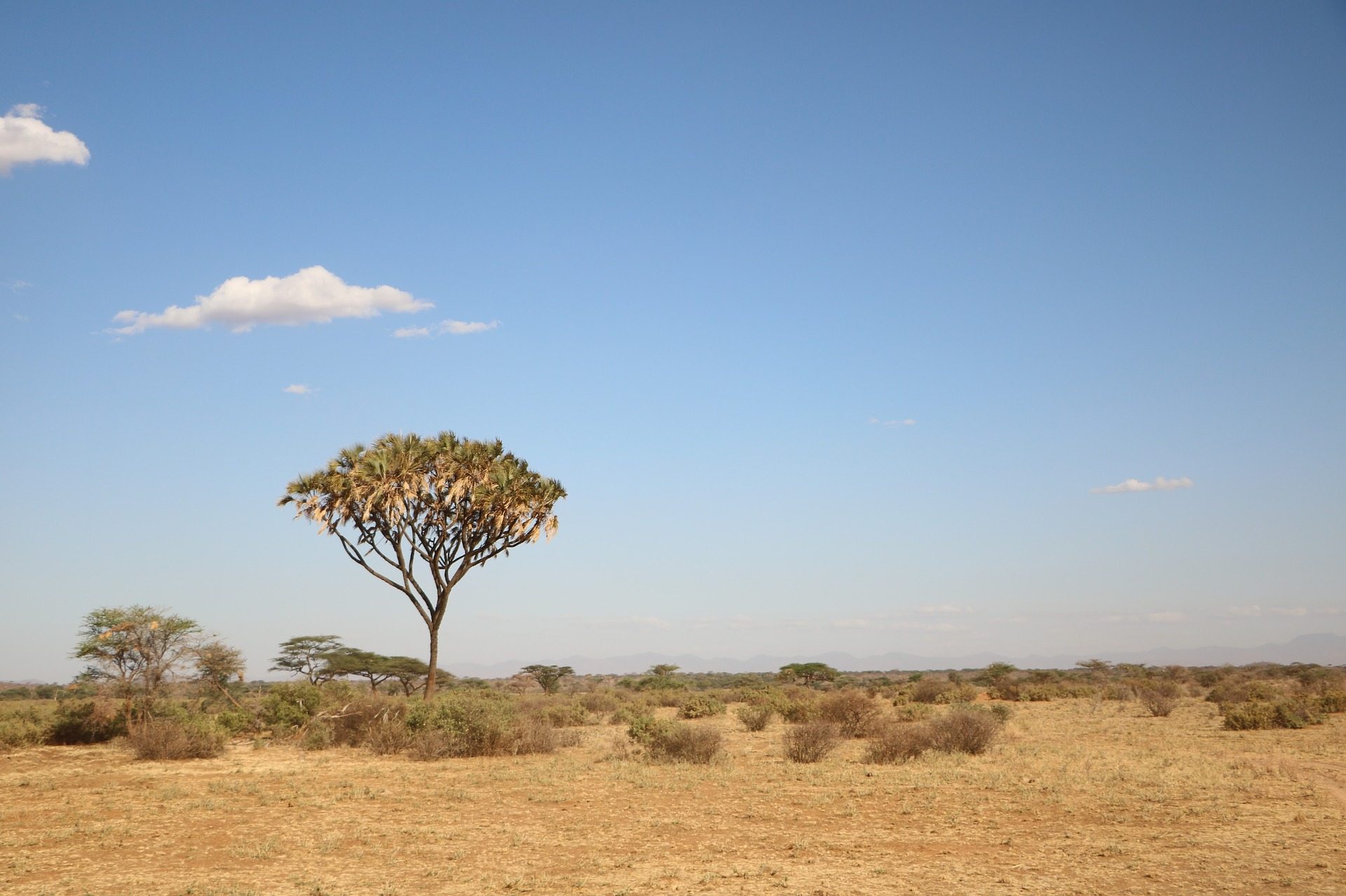 sabana