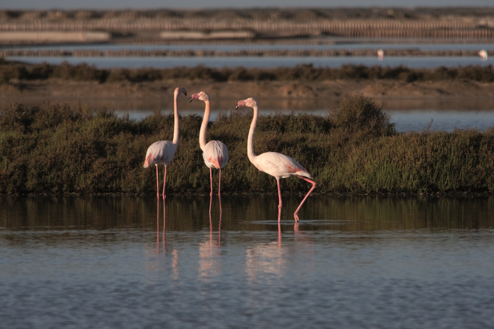 Ses Salines