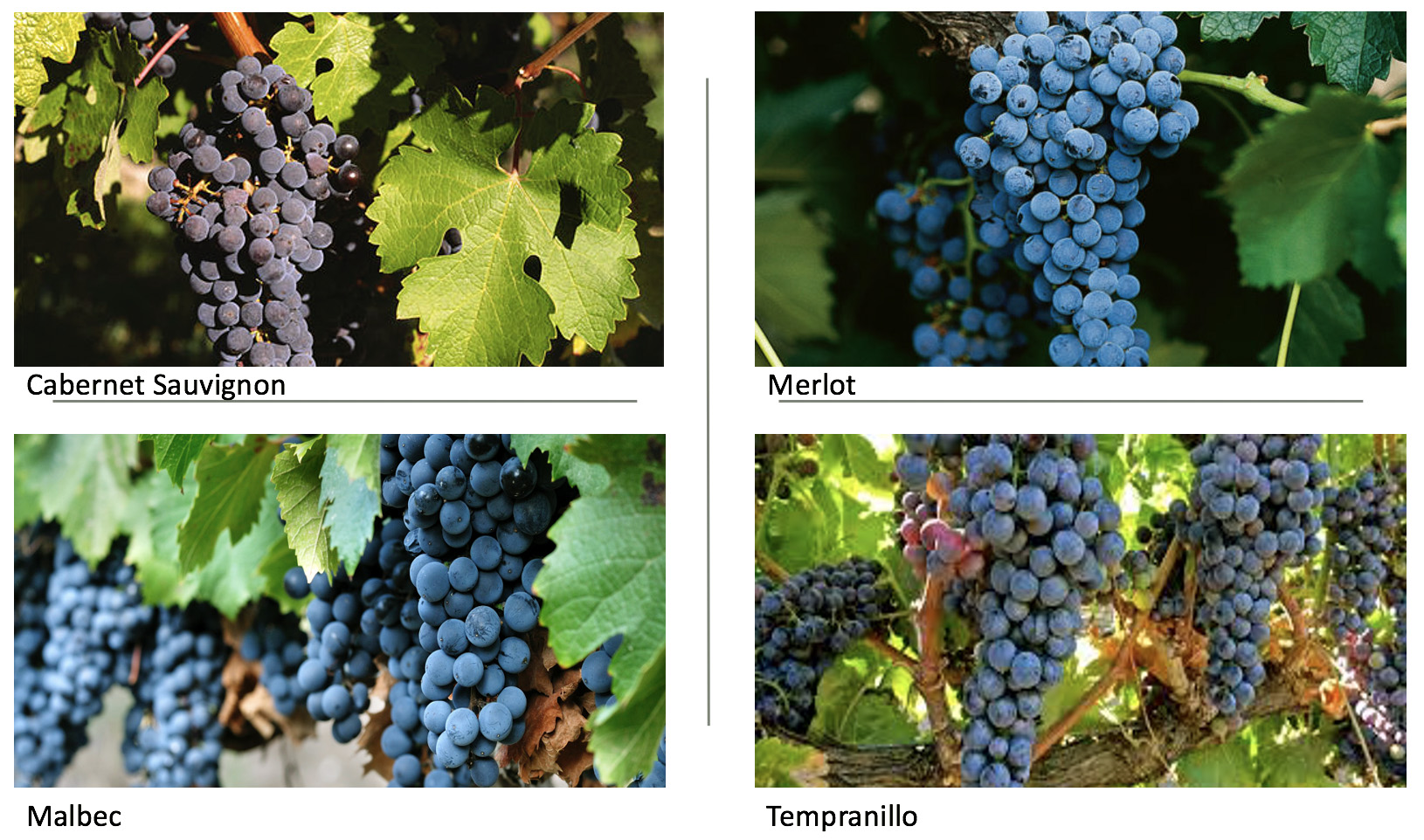 somontano-variedades-uva-actual.jpg