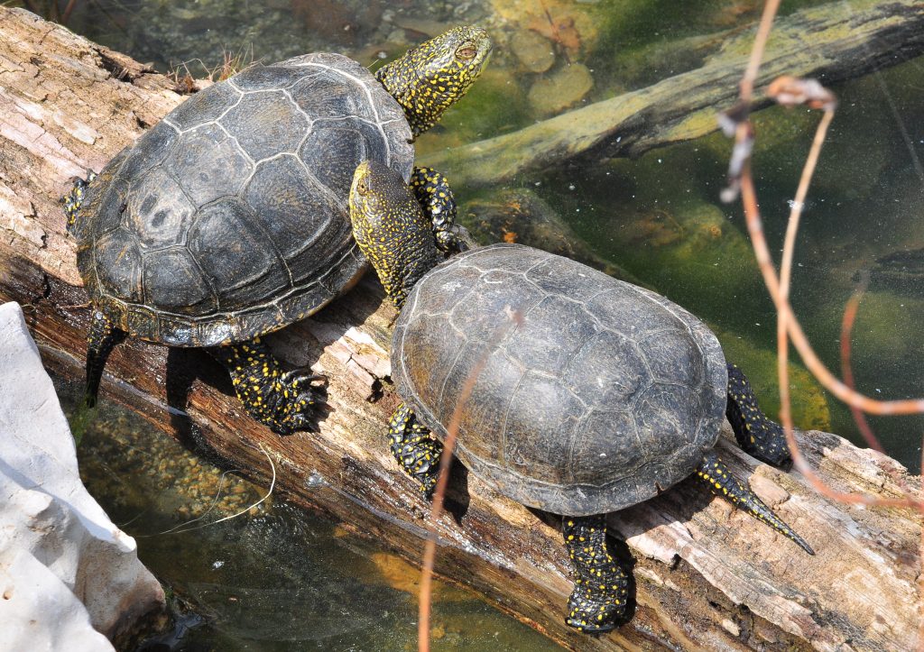 tortuga-de-estanque-ivars-vila-sana-fuente-tortuga-de-estany-com.jpg