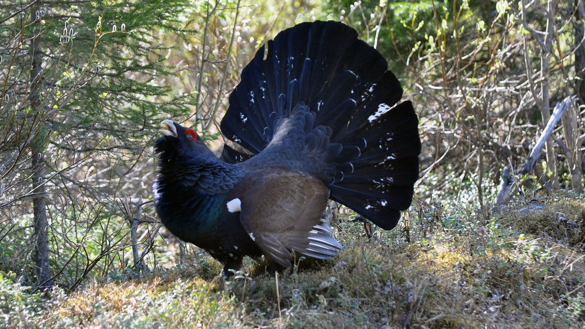 urogallo-autor-Thomas-Griesohn-Pflieger.jpg 