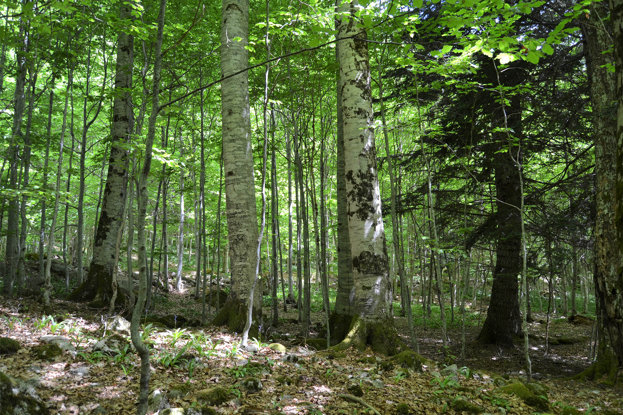 Val d'Aran