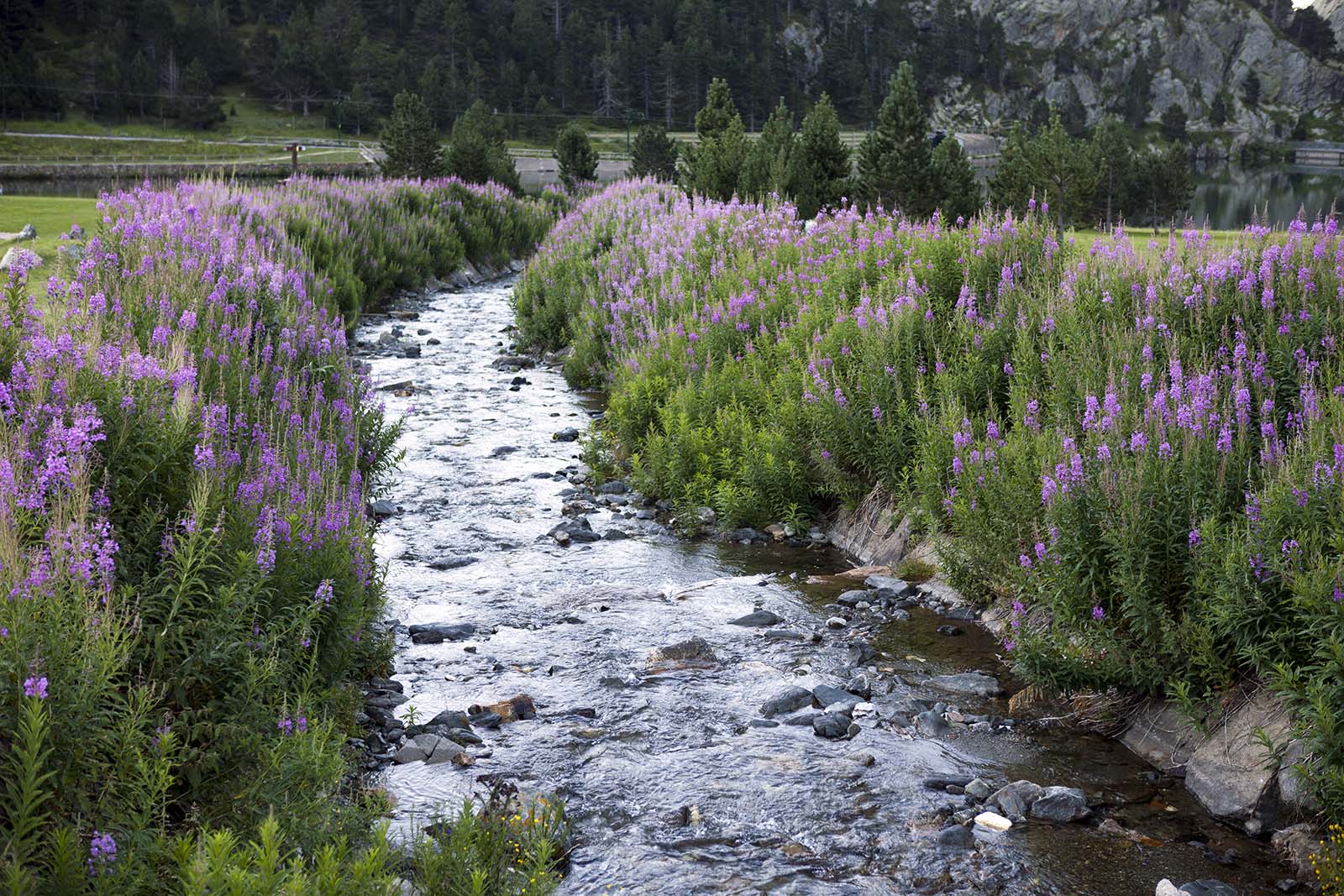 vall-de-nuria-agua-y-flores.jpg 