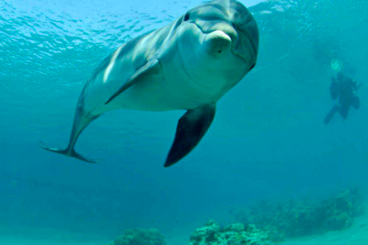 Delfines Ruta Norte- elmejorbuceo.com