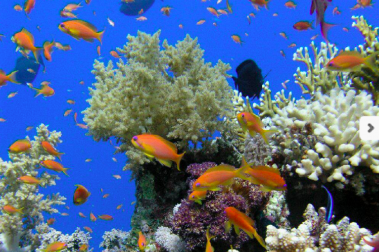 coral-elmejorbuceo.com