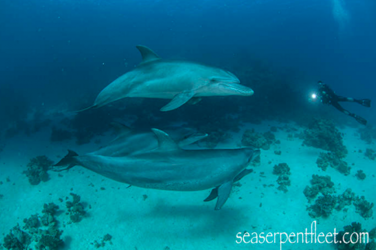 Delfines- Elmejorbuceo.com