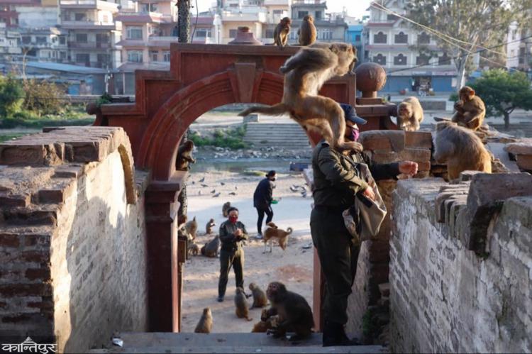 foto-portada-reportaje-voluntarios-al-rescate-de-macacos-en-nepal-dando-de-comer-a-los-monos4.jpg