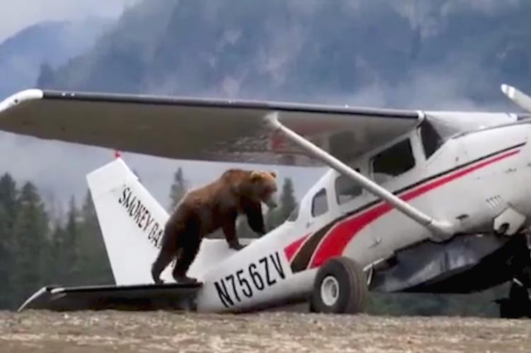 Momento en el que el oso sube a la avioneta.