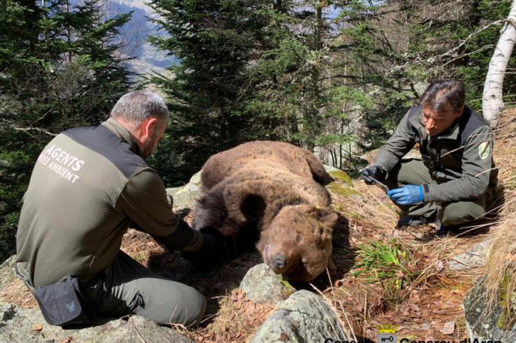Localizan muerto en la Vall d’Aran al oso Cachou