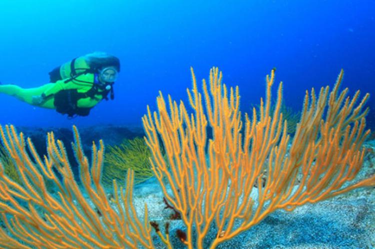 submarinismo en Gran Canarias